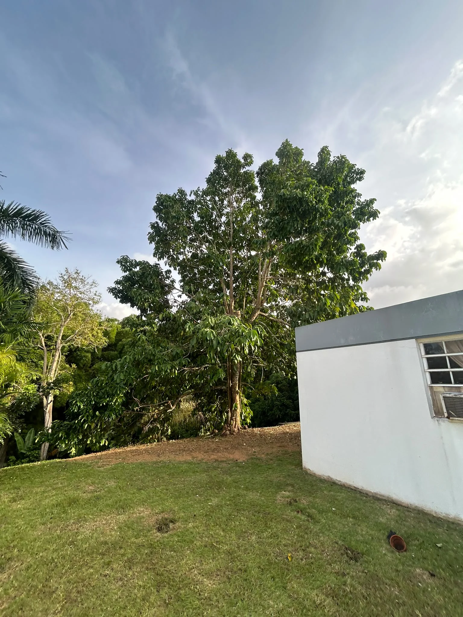 Árbol desganchado con tronco despejado y área limpia